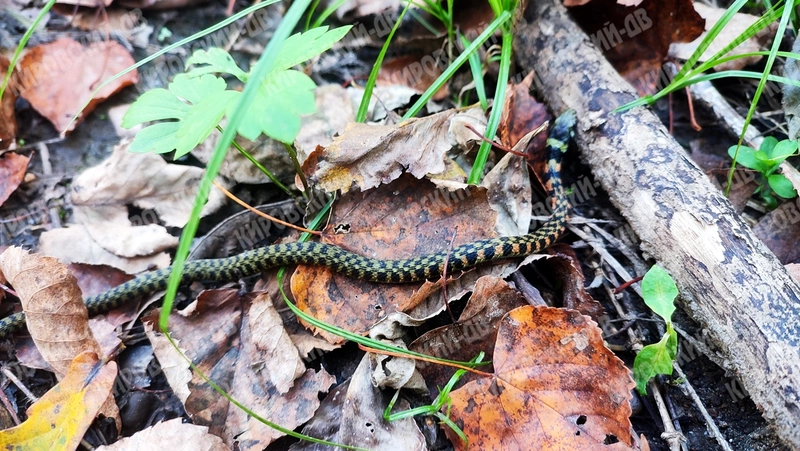 Тигровый Уж Тигровый Уж