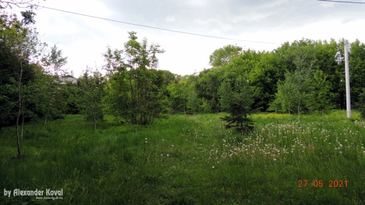 Сквер Дети Войны - май 2021 Сквер Дети Войны - май 2021