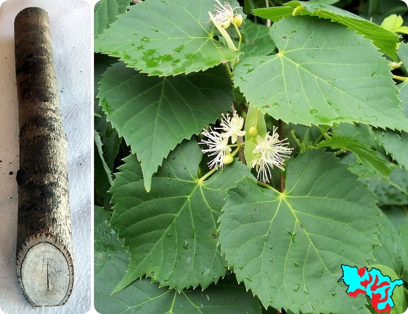 Деревья Кировского муниципального округа (часть 2)