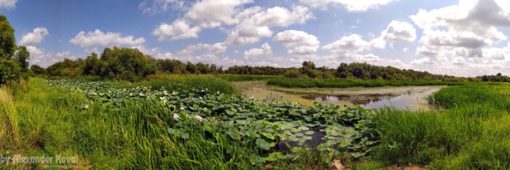 Лотосы в с. Павло-Фёдоровка Лотосы в с. Павло-Фёдоровка
