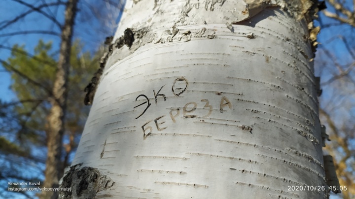 ЭкоБерёза
