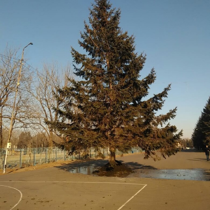 Ёлка установлена к встрече 2019 года Ёлка установлена к встрече 2019 года